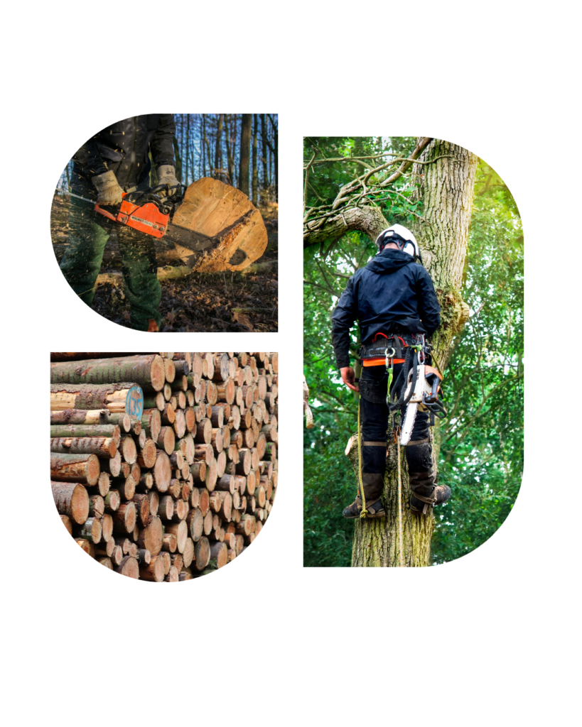 Collage of 3 images of tree services provided at Foothill Tree Service, 1 image of a guy holding a chainsaw with a stump in the background, a picture of a guy climbing a tree with climbing equipment, image of logs