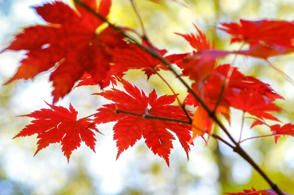 Image of a red maple tree